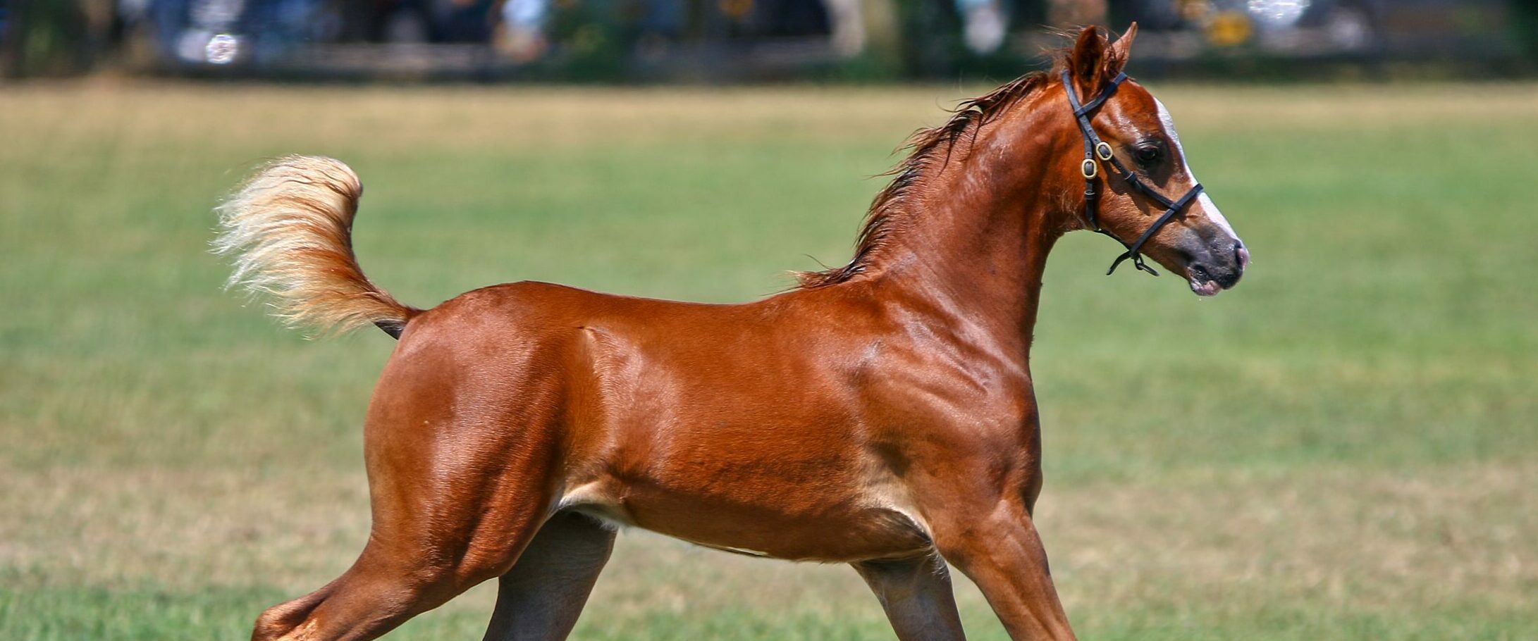 Vacature plaatsen EquiJobs